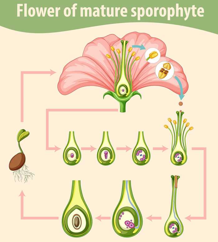 وکتو- فایل گرافیکی لایه باز-گل-آوند-ساختار گل-گل و گیاه